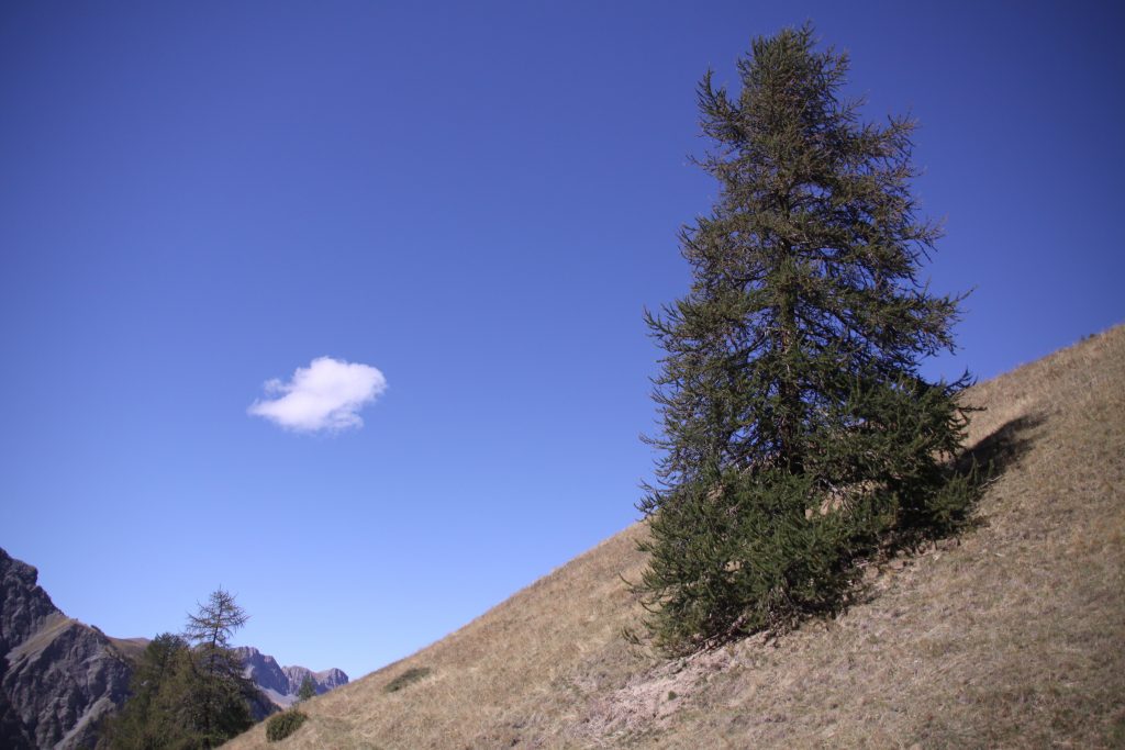 The tree on the hill: ZeMarmot movie reference