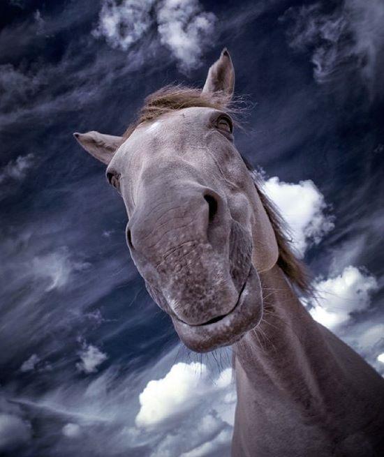 photo de cheval