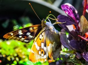 Butterfly in nature