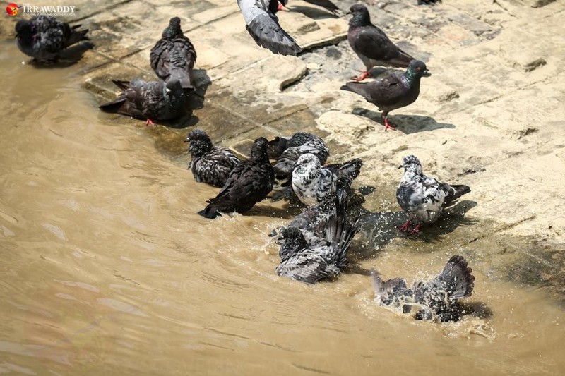 Birds soak in water as temperature rises in Dala. Photo by Pyay Kyaw / The Irrawaddy