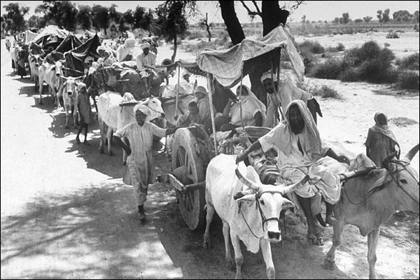 Une longue caravane de paysans Sikhs en route vers l'Inde dans des chars à boeufs.. Photo de Margaret Bourke-White. 1947. Photo mise en ligne sur Flickr par Shaktishree DM CC By-ND 2.0