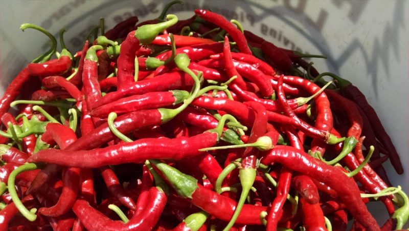 Red Mimita peppers grown on Menkir Tamrath's farm. He'll dry and crush them for an Ethiopian spice mix. Credit: Meradith Hoddinott