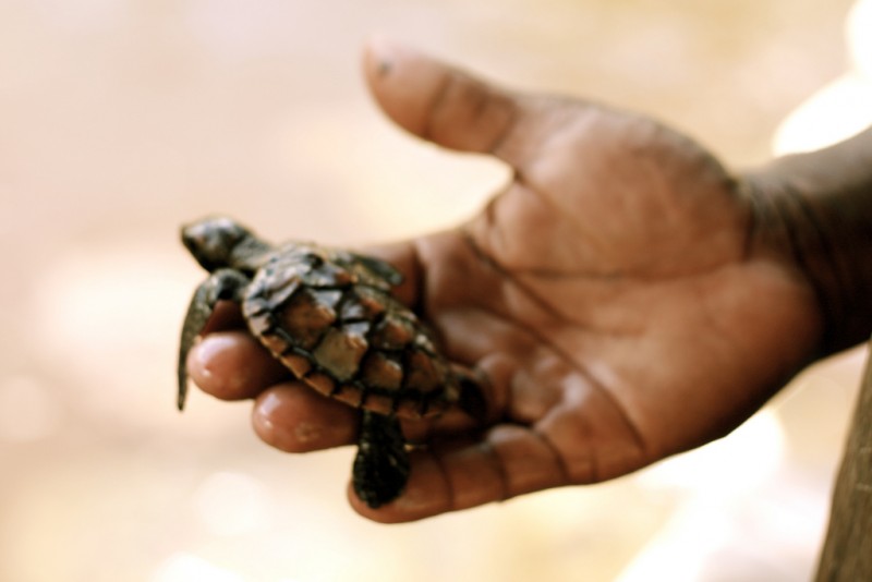 Bébé tortue de mer à Zanzibar. Photo par l'utilisateur Flickr Missy. CC BY 2.0