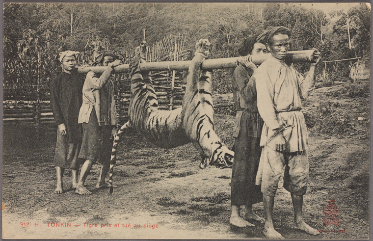 Tiger caught and killed in a trap. Photo from The New York Public Library Digital Collections. 1909