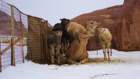 Saudi camels enjoying the snow in Tabouk, Saudi Arabia, tweets Aysha bint Abdulaziz (@ayosh70)