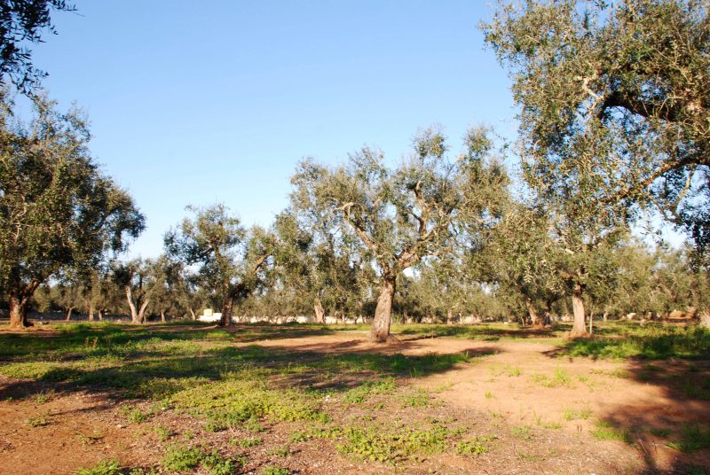 Des oliviers centenaires. Photo: Alessandra Tommasi
