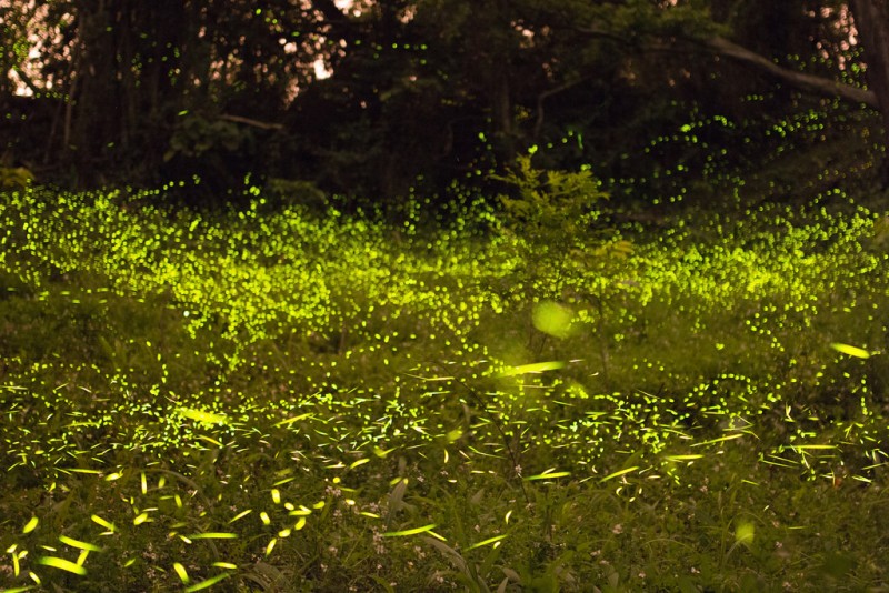 Fireflies / ホタル