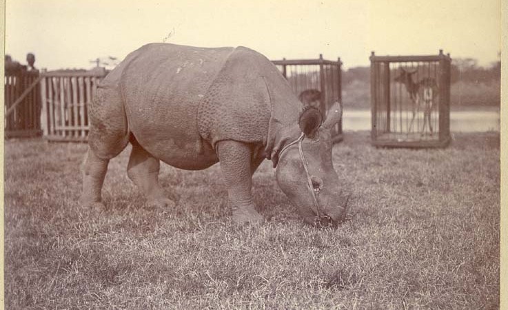Tethered rhinoceros with caged deer in the background. Possibly part of the gift of a collection of animals indigenous to Nepal which the Maharaja had presented to the King George V. Image by The Australian National University Digital archives. From Public domain.