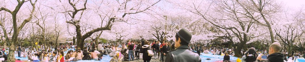 Hanami at Yoyogi Park Photo by  Dick Thomas Johnson