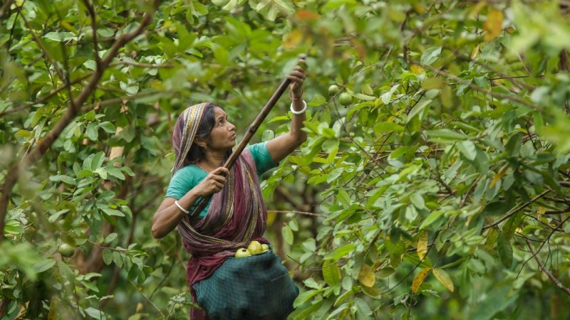 Collecting Guava from orchards. Vimruli, Jhalokathi, Bangladesh | 2015 © Md. Moyazzem Mostakim, Used with permission