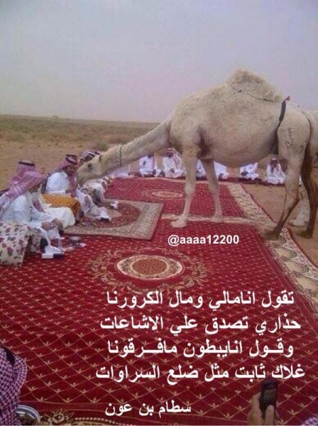 Les saoudiens embrassent leurs chameaux au mépris d'un avertissement que la source du virus de la maladie mortelle du coronavirus pourrait être les chameaux. Photo partagée sur Twitter par @ aaaa12200