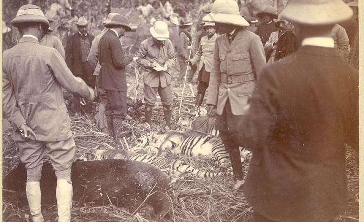 George V takes note of the number killed three tigers and a bear.
