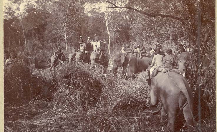 Mahouts (elephant handlers) and shikaris (hunters) on elephants forming a “ring”. Image courtesy The Australian National University Digital Collections Library. From Public domain.