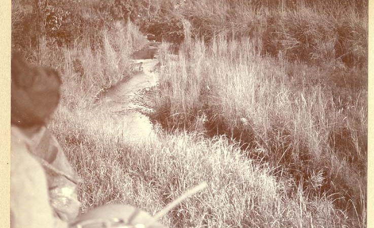A tiger crossing a stream. Image courtesy The Australian National University Digital collections library. From Public domain. 