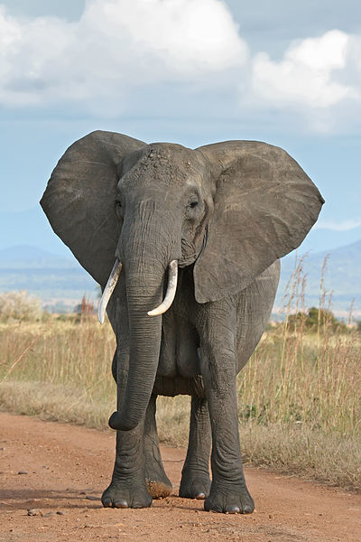An African Bush Elephant. Photo released under GNU Free Documentation License by Wikipedia user Muhammad Mahdi Karim.