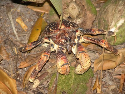 Coconut crab,  the largest land-living terrestrial crab in the world, Photo released under Creative Commons by Flickr user Drew Avery.