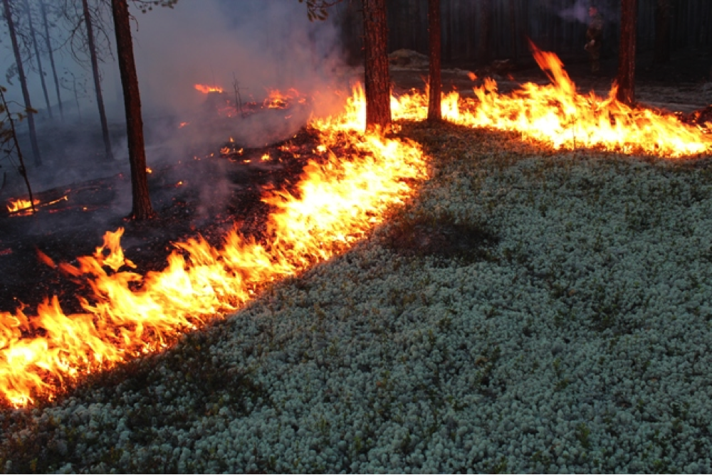 Fire destroys a Khanty reindeer moss pasture