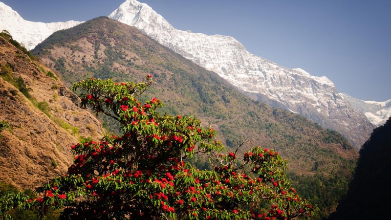 Rhododendron and Himalayas, Image from Flickr by Andrew Miller. Annapurna Sanctuary, Nepal. CC By-NC
