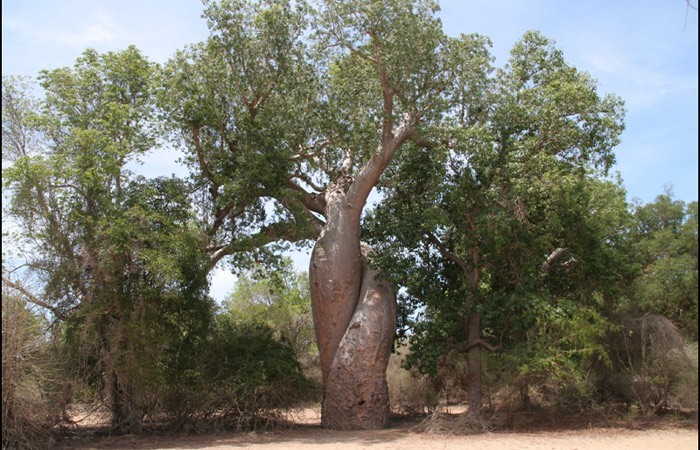 Baobab amoureux - Madagascar - avec autorisation 