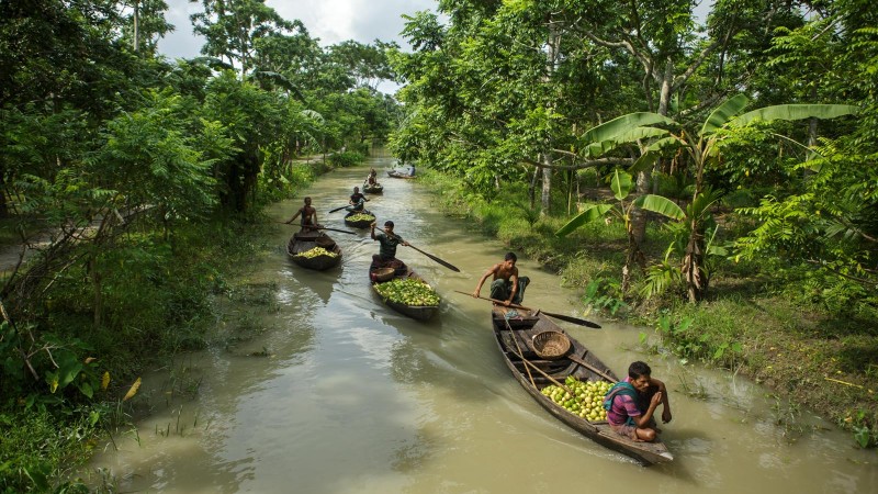 Guava Sellers arriving via canals. Atghor, Swarupkathi, Bangladesh | 2015 Md. Moyazzem Mostakim, Used with permission