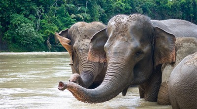 Victimes de la destruction de leur milieu naturel, en partie imputable à la production d'huile de palme, les éléphants de Sumatra sont désormais considérés comme en danger critique d'extinction par l'Union internationale pour la conservation de la nature. Photo de Vincent Poulissen (Flickr/Creative Commons).