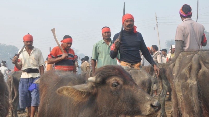 Butchers ready to sacrifice water buffaloes at the Gadhimai festival in Nepal (C) Diwakar Bhandari