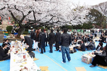 Company's hanami party at Ueno Park, Tokyo Photo by Benson (CC BY-ND 2.0)