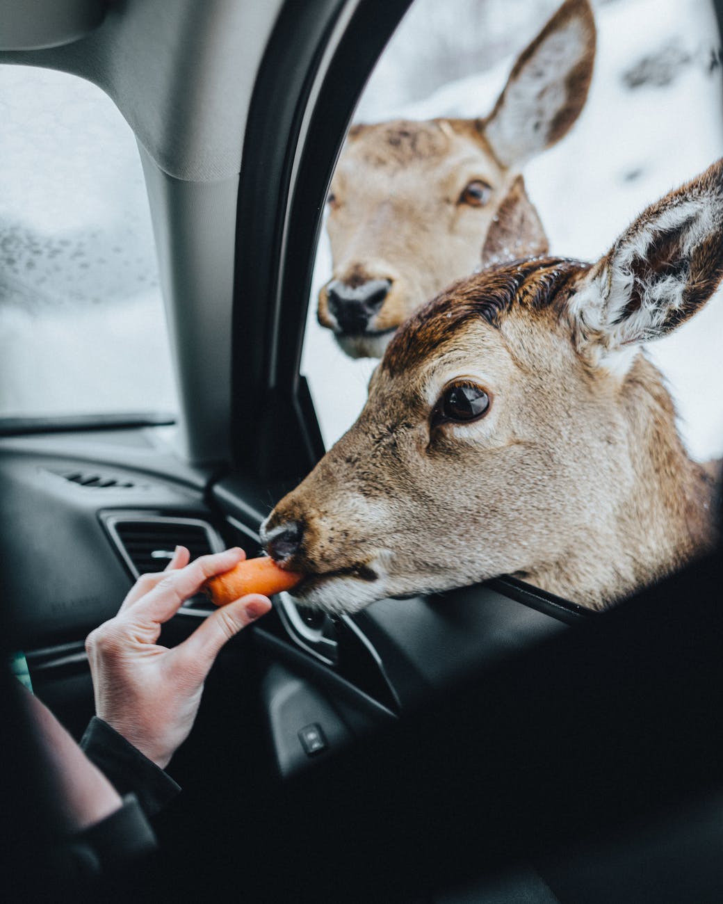 person feeding brown deer with carrot