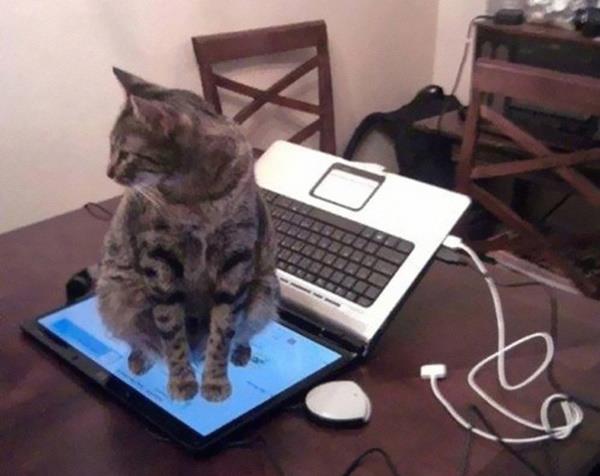 les chats et l'informatique
