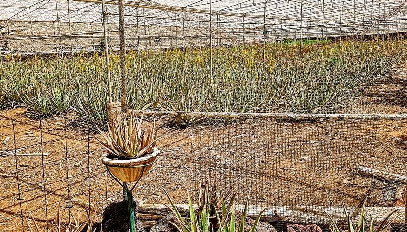 Plantation d'Aloe vera
