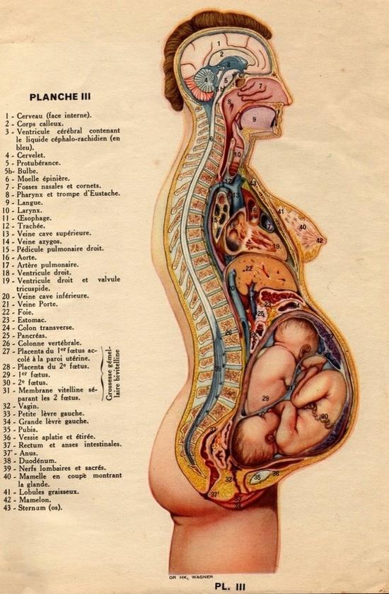 planche anatomique
