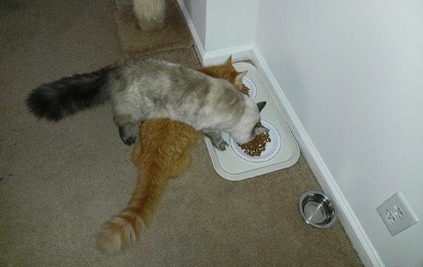 le repas des chats
