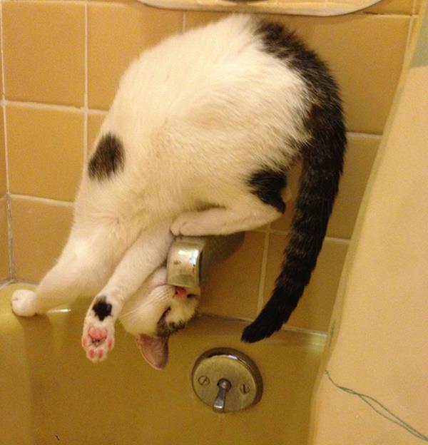 les chats boivent de l'eau