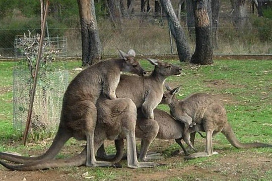 Photo d'un group de kangourou