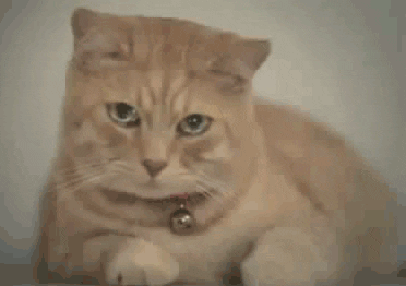 Cat Crying Sad Kitty GIF - Find & Share o��Cn GIPHY