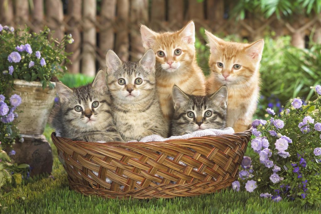 photo de chatons mignons dans leur panier, image très "calendrier des postes".