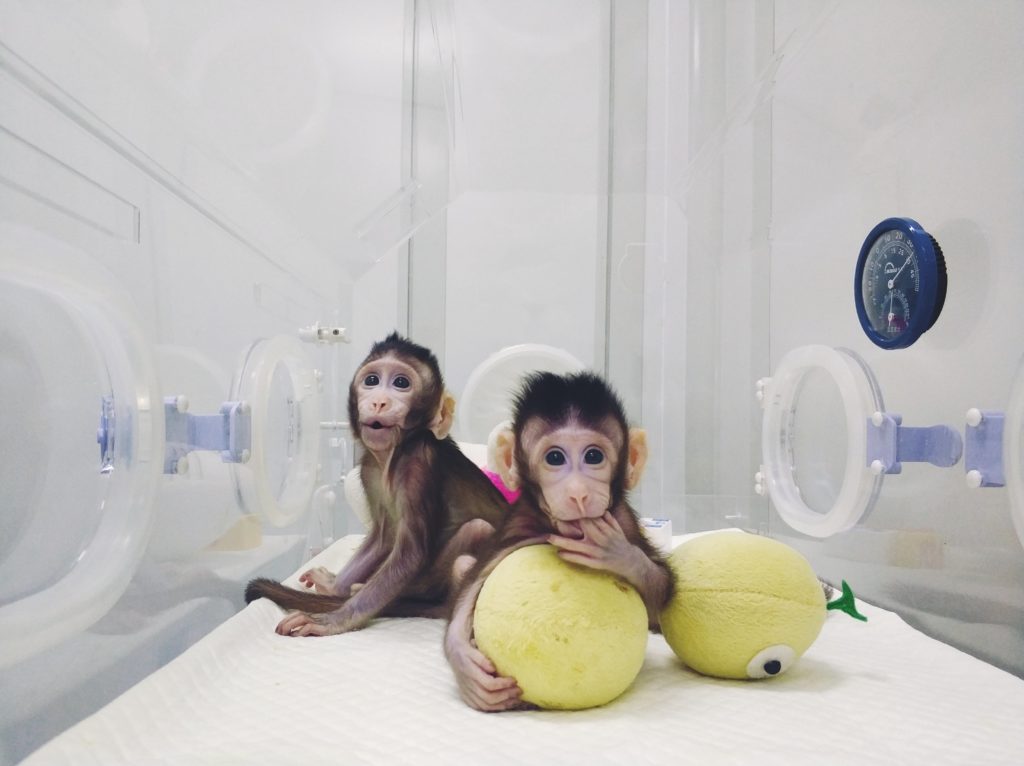 Les deux bébés macaques nés d'un clonage