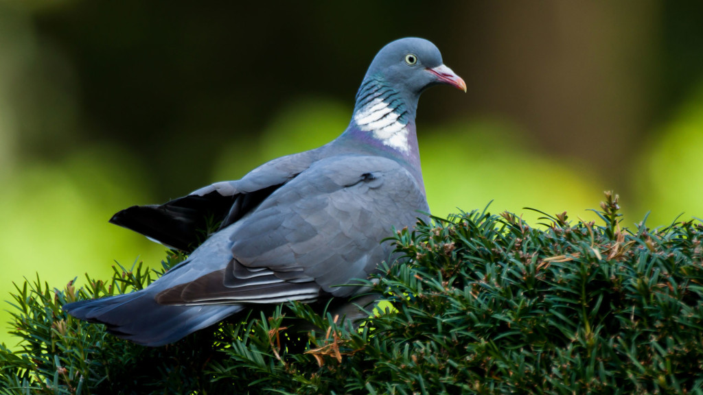 pigeon-cancer